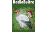Radiobuitre